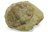 Rare Trilobite (Odontocephalus) - Perry County, Pennsylvania #269778-1